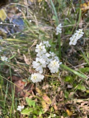Spiranthes ochroleuca