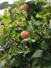 Cornus kousa