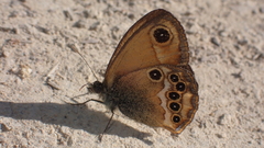Coenonympha dorus