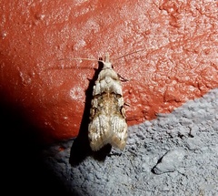 Metacosmesis laxeuta