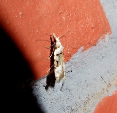 Metacosmesis laxeuta