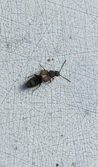 Aleocharinae