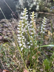 Spiranthes ochroleuca