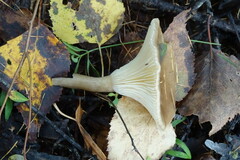 Ampulloclitocybe