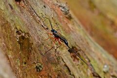 Ephialtes manifestator