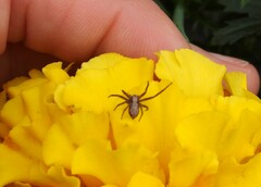 Philodromus aureolus