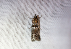 Acrobasis advenella