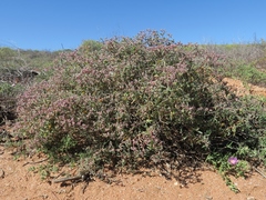 Aizoon sarcophyllum
