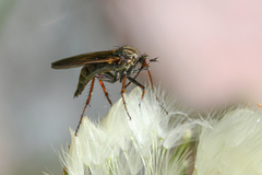 Empis tessellata