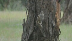 Climacteris picumnus