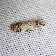 Hypatima