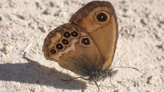 Coenonympha dorus