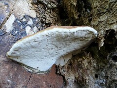 Ganoderma applanatum