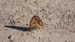 Coenonympha dorus