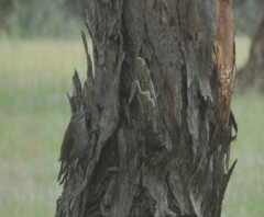 Climacteris picumnus