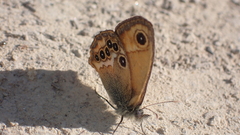Coenonympha dorus