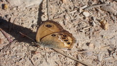 Coenonympha dorus