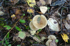 Ampulloclitocybe
