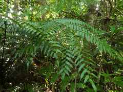 Cyathea rebeccae