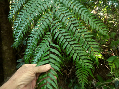 Cyathea rebeccae