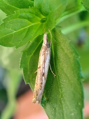 Agriphila geniculea