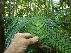 Cyathea rebeccae