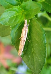 Agriphila geniculea