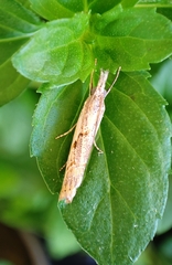 Agriphila geniculea