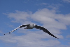 Chroicocephalus serranus