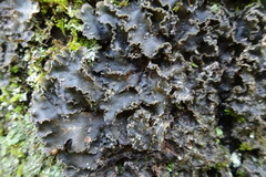 Peltigera collina