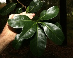 Chionanthus ramiflorus