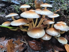 Hypholoma