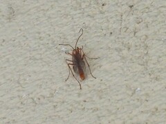 Ophion obscuratus