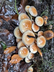 Hypholoma