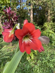 Hippeastrum