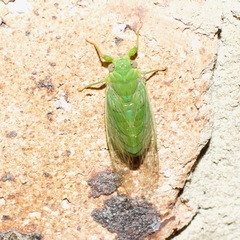 Chlorocysta vitripennis