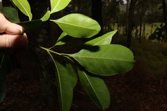 Chionanthus ramiflorus
