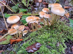 Hypholoma