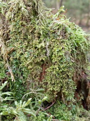 Ptilidium pulcherrimum