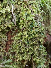 Ptilidium pulcherrimum