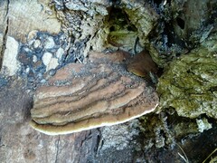 Ganoderma applanatum