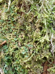 Ptilidium pulcherrimum