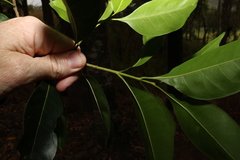 Chionanthus ramiflorus