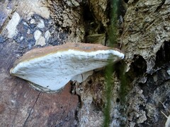 Ganoderma applanatum