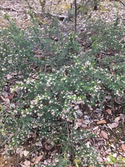 Cryptandra tomentosa