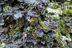 Peltigera collina