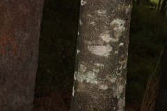 Chionanthus ramiflorus