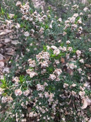 Cryptandra tomentosa
