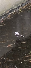 Fluvicola nengeta