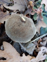 Xerocomellus chrysenteron